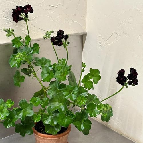 semi di geranio, d'appartamento esotiche, di, esotiche rare rampicanti rampicanti giardino roccioso giardino balcone all'aperto 50pcs