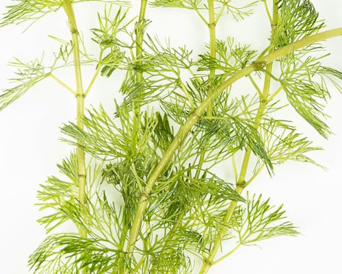 PondPlantsUK Limnophila sessiliflora-submerged - Aquarium Plants