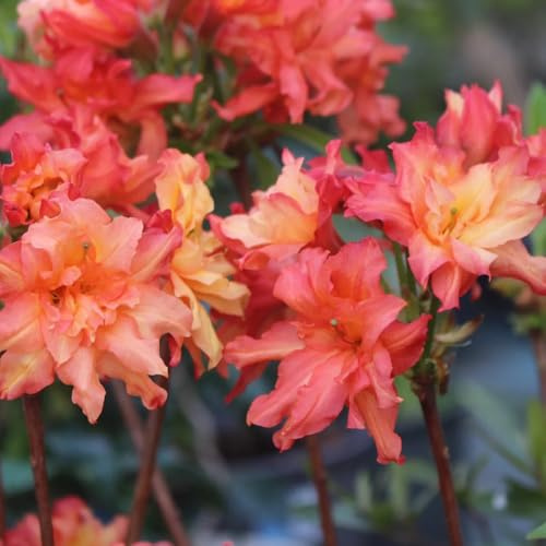 semillas de rododendro, azalea resistente, balcon, cobertura del suelo, perenne 10pcs