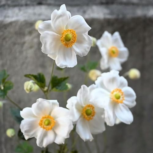 anemonesamen gartenblumen mehrjährig winterhart bodendecker winterhart mehrjährig blumensamen kaufen balkon garten schmetterlingsflieder wildblumen balkonblumen winterharte stauden für 450samen