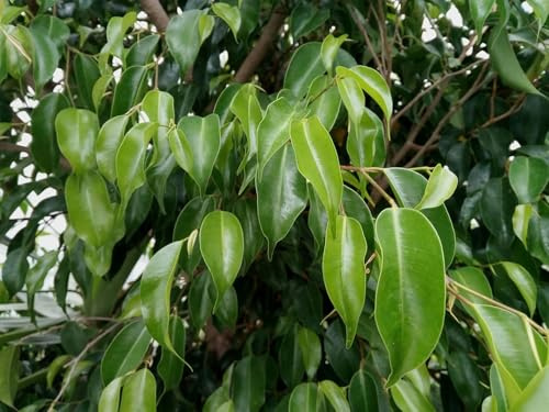 BIRKENFEIGE - Ficus benjamina - 25+ Samen immergrüner Baum Gx 184