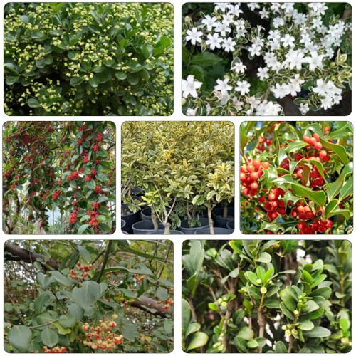 semi di agrifoglio - Ilex aquifolium letto elevato per giardino interno del balcone semi interni resistenti perenni 300pcs