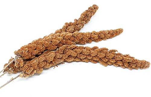 Leimüller Kolbenhirse rot französisch 1 kg | Vögel lieben schmackhafte Vogelhirse | Artgerechtes Vogelfutter für Wellensittiche, Papageien, Kanarien & Co. | Hirse fördern das Wohlbefinden