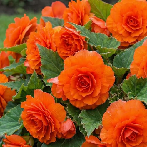 Begonia Double Orange - 5 Bulbes de Fleurs à Planter Exterieur - Plante Exterieur Jardin - Naturelle Plantes de Hollande (pas de graines, non artificielle)