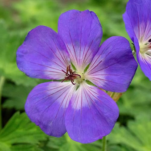 Marshalls Garden Geranium 'Rozanne' 9cm Plant Hardy Perennial RHS AGM