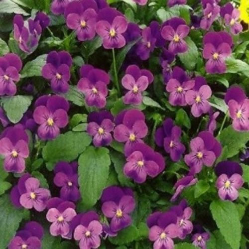 Viola Cornuta- Ammirazione - 50 Semi