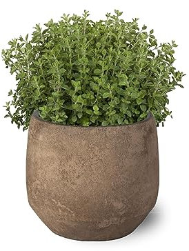 Planta Natural Aromática de Orégano viva - para Interior y Exterior - Fácil de Cuidar en Huerto Urbano y Jardín - Altura: 20 cm - Maceta de 10 cm