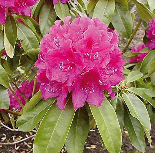 Großblumige Rhododendron Old Port 30-40cm - Alpenrose - lebende Gartenpflanze aus den Baumschulen