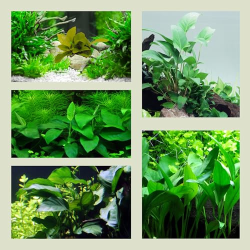 WASSERPFLANZEN WOLFF - 5 Anubias-Töpfe-Set = barteri + nana + golden + congensis + gracilis, Quintett mit barschfesten Speerblatt-Aquariumpflanzen im Topf, Sortiment Ausitzer für Wurzeln + Steine