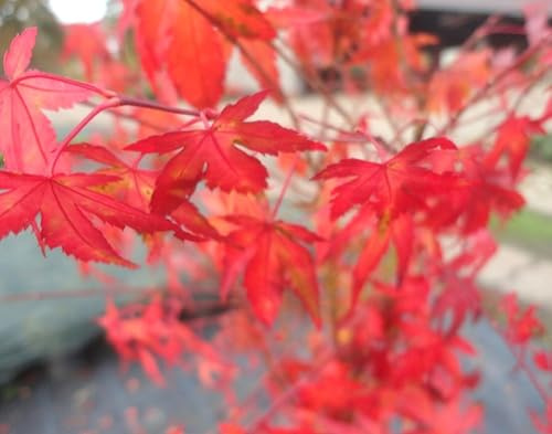 Japanischer Fächerahorn Acer Palmatum orange - rot 30-40 cm winterhart