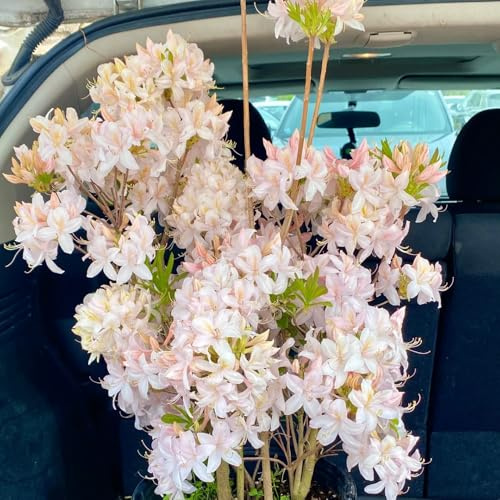 semi di rododendro, azalea resistente d'appartamento, balcone, 180pcs