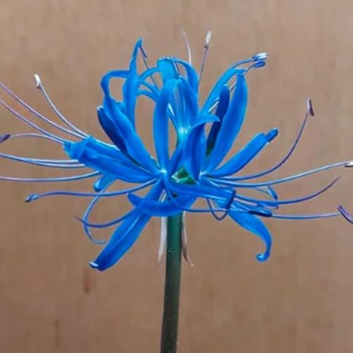 lirio araña, lirios araña, lycoris - Cultivar de jardín en un balcón lirio, Lycoris radiata de temprana resistentes jardín y balcón Decoración 4bulbos
