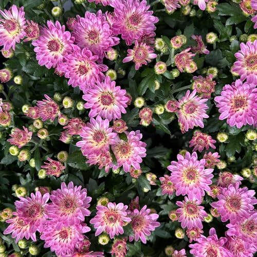 Chrysanthemen, Chrysanthemum multiflora, 8er-Set, rosa, Topf 10,5 cm Ø