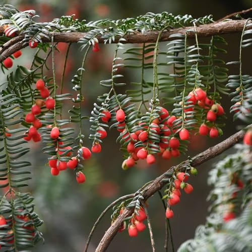 Eibe Taxus Baccata, balkonpflanzen EibeSamen, sträucher topfpflanzen draußen winterhart alte sorten bio 100Samen