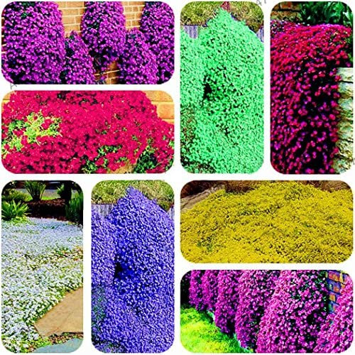 Ultrey Seed House - Scented Carpet Phlox Seeds Ground Cover Creeping Thyme Perennial Flowers Perennial Border Stone herb Flower Seeds Hardy Perennial: Only Seeds