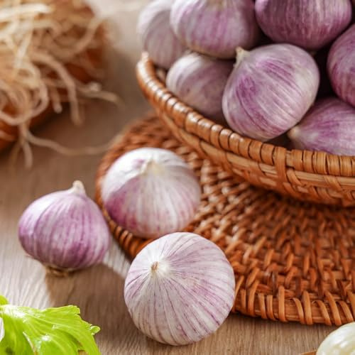 Steckknoblauch, Knoblauchzwiebeln, knoblauch Pflanzknoblauch Winterhart, nachhaltige geschenke exotische seltene alte sorten garten 2Zwiebel