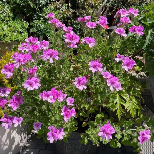 geranio limone medicinali giardino balcone con letti elevati semi di decorazioni giardino per esterni tetti prato 10pcs