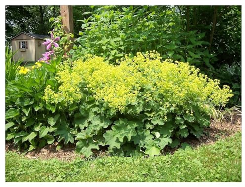 Stauden Gänge 3 x Alchemilla mollis Weicher Großer Frauenmantel winterhart | Winterharter Bodendecker für Sonne bis Halbschatten, Blüte Mai bis Juli, mehrjährig, 9x9 cm Topf