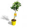 Tropictrees Citrus Limon Citronnier - 100 cm de haut avec pot | Citronnier à feuilles persistantes pour jardin & intérieur | Facile à entretenir, fructifère & odorant