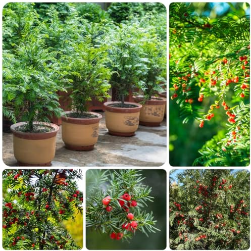semi di siepe di tasso da interno tasso, taxus baccata, resistenti per il giardino verdi, decorazioni da giardino per esterni gione 200pcs