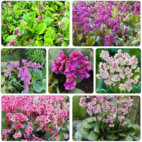 bergenien mehrjährige blumensamen frühlingsblumen gartenpflanze schnittblumen dachbegrünung exotische zimmerpflanzen dekopflanzen sommerblumen pflanzendeko balkongewächshäuser bonsai 550samen