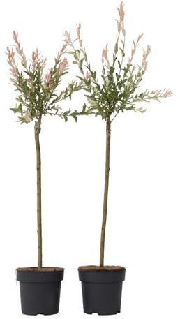 Plant in a Box - Salix integra 'Flamingo' - Set de 2 - Plante de jardin à feuilles caduques - Saule crevette - Hardy - Pot 19cm - Hauteur 90-110cm