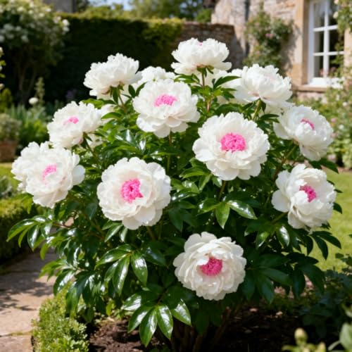 BUUYOSE - Bulbi di Peonia Perenne Resistente UK - Bassa Manutenzione - Amichevole per gli Impollinatori - Crescono in Aiuole, Bordure e Vasi da Patio - Eccellente Esposizione - Bulbo F-1
