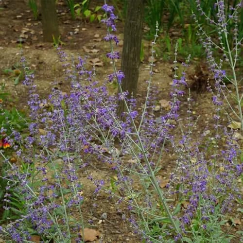 Blauraute, sträucher garten exotische gartendeko für draußen blumenwiese schmetterlingswiese wildblumensamen steingartenpflanzen winterhart bodendecker bio seltene blühende 150Samen