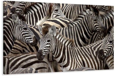 Visario Leinwandbild Afrika Zebra — stimmungsvolles Wandbild Tiermotiv auf Leinwand fertig gerahmt — 120x80 cm 5104