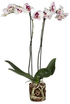 Orquídea Picasso Bicolor | DECOALIVE | Phalaenopsis | Flor Natural | Planta de Interior