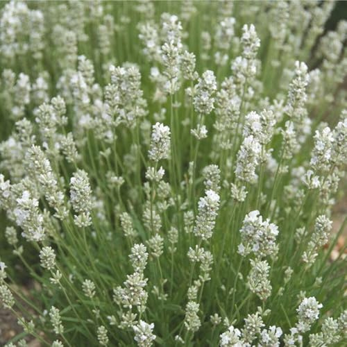 12 Stück Lavandula angustifolia Alba von INTRAGARTEN | duftender und weißblühender Lavendel | winterhart im 9cm Topf