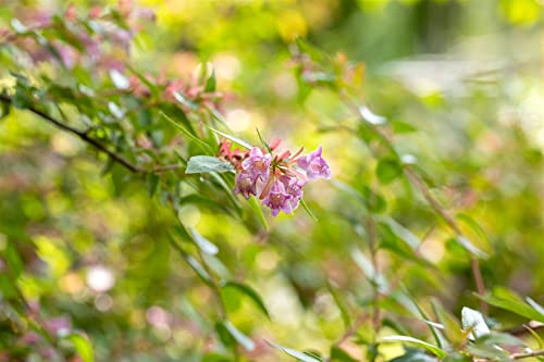 Abelia x grandiflora 'Edward Goucher' 20-30 cm – Mehrjährig, Pflegeleicht – Abelie – Zierstrauch für Garten & Kübel
