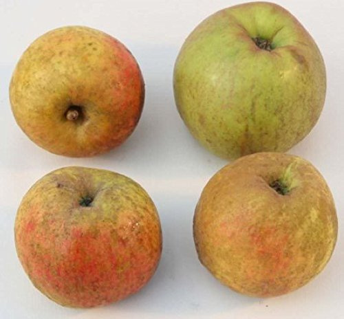 Apfelbaum Schöner aus Boskoop 60-80cm - ein Winterapfel - lebende Gartenpflanze aus den Baumschulen
