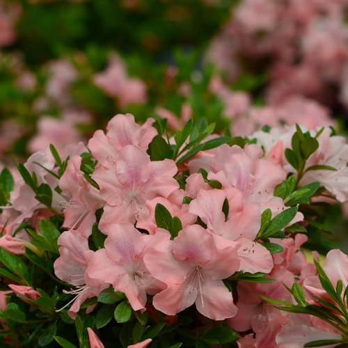 Vivai le Georgiche - Pianta vera di Azalea Encore Debutante Serie Encore® Rododendro 'Roblel' - vaso Ø 18 cm - altezza alla vendita 20-30 cm