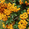 Mandril de fuego 'Teton' - Pyracantha 'Teton' 30-40 C -