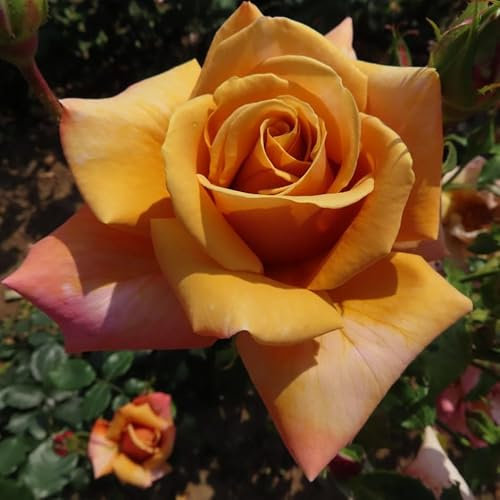 Loving Son - 5.5lt Potted Hybrid Tea Garden Rose Bush - Burnt Copper Orange Fragrant Blooms - Exclusive - Gift Rose