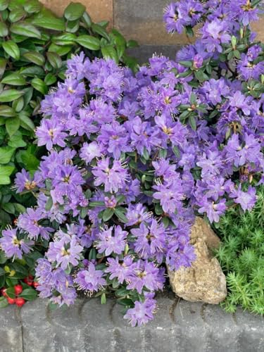 Rhododendron impeditum 'Blue Wonder' 25-30 cm - Zwerg-Rhododendron, blaue Blüten, Blütezeit April-Mai, ideal für Kübel, winterhart und pflegeleicht