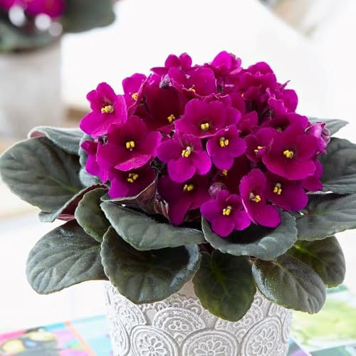 15cm Saintpaulia Red African Violet Plant Houseplant 12cm Pot
