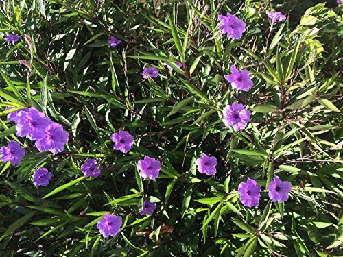 Portal Cool Messicano Petunia Ruellia Brittoniana Viola 3 Talee Non Radicati