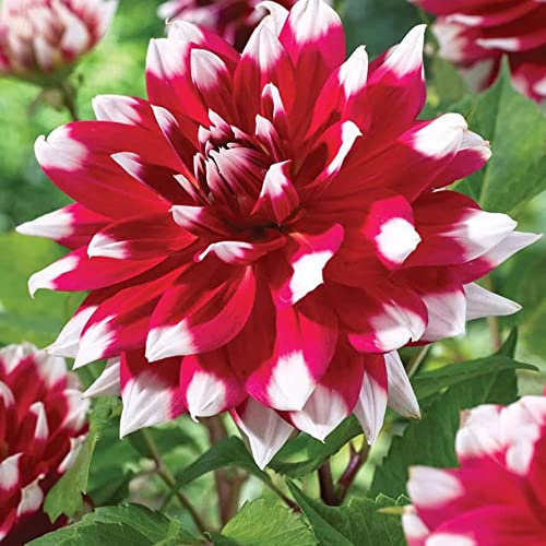 1 x Dahlia Red Empire – Dark Red Flowers with White Tips – Summer Flowering Bulb – Perennials – for Your Beautiful Garden