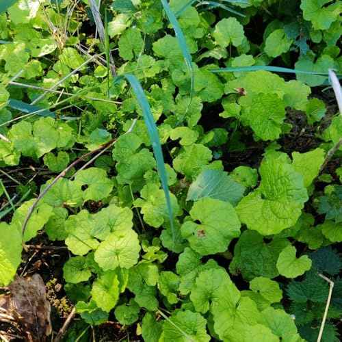 knoblauchsrauke, balkon bio mehrjährig winterhart 400samen