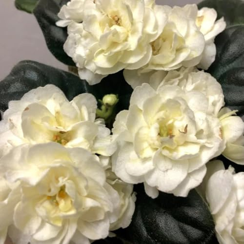 usambaraveilchen wiesensaatgut geschenk gartenblumen 120samen