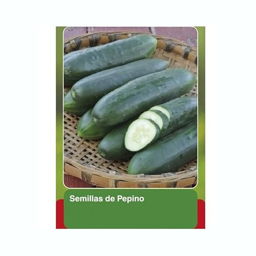 DECOALIVE Semillas de Pepino Variedad Marketmore para Siembra y Cultivo Sencillo