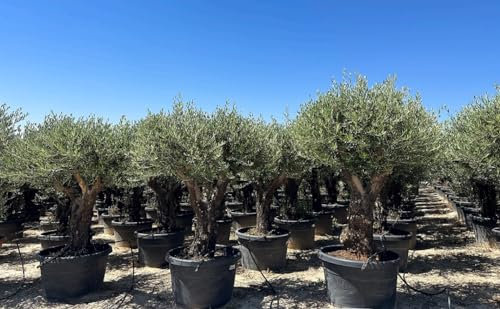 Ulivo olivo Olea europea bonsai ramificato in mastello da 285 lt cfr. tronco 80/100 cm FOTO REALI Vivaio di Castelletto