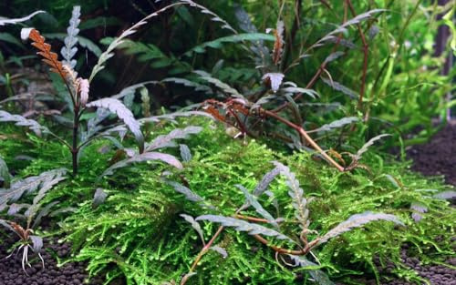 AquaOne Aquarium Pflanze Hygrophila pinnatifida Stängelpflanze mittel | Wasserpflanze, Aquariumpflanze, voll durchwurzelt, pflegeleicht, Aquascaping, Dekoration