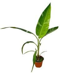 VIVAIO GARDEN FOREST Musa Florida Variegata Banano Variegato Vaso 10,5cm
