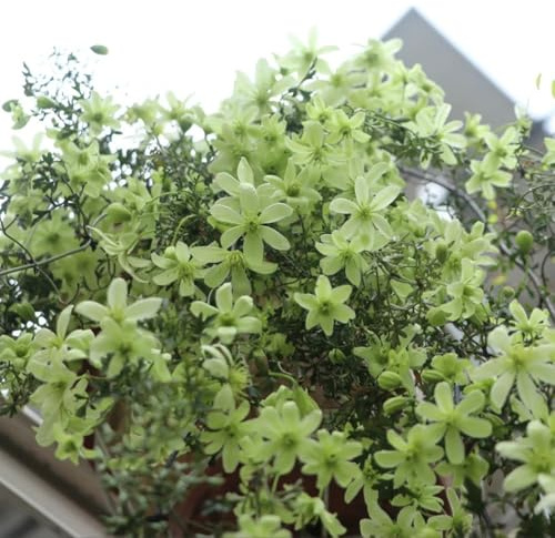 6bulbos de clemátide - ación temprana, clemátide de trepadoras, resistentes eciente