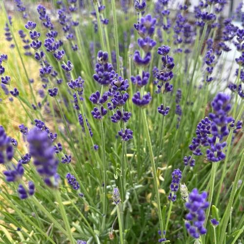 semi di lavanda, balcone con resistenti in vaso rialzata 450pcs