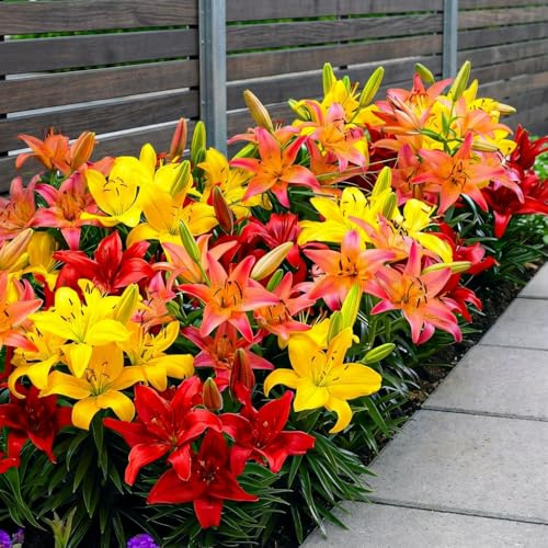 Collection de bulbes de lys Bordure Orange - Lys Bulbes - 10 Bulbes de Fleurs à Planter Exterieur - Plantes Vivaces Exterieur - Rustique - Naturelle Plantes de Hollande (gros, pas de graines)