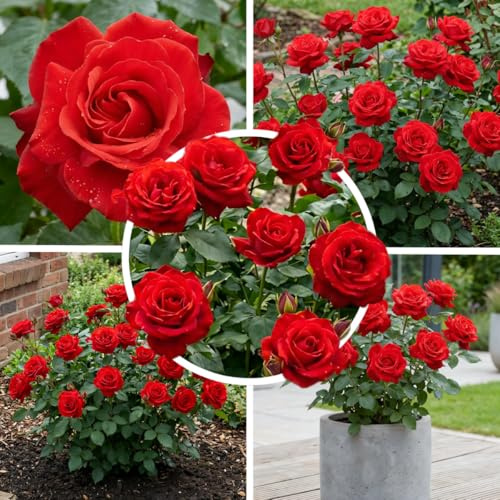 FLORIUM Rote Rose 1 Pflanze, Winterharte Mehrjährige Staude, Duftende Echte Rose, Große Wurzelnackte Pflanze aus Holland für Garten und Topf (keine Samen)